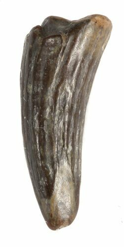 Plesiosaur Tooth - North Sulfur River, Texas #42464